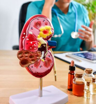 A selective focus of a doctor and a kidney model with small bottles of medicine and oils.