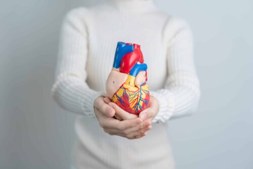 Woman holding human Heart model. Cardiovascular Diseases, Atherosclerosis, Hypertensive Heart, Valvular Heart, Aortopulmonary window, world Heart day and health concept