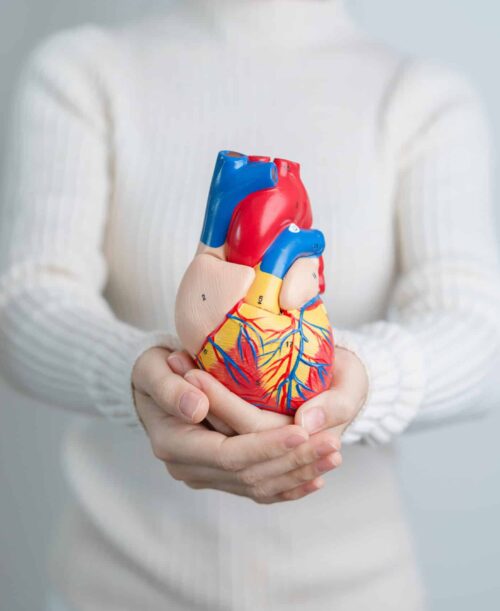 Woman holding human Heart model. Cardiovascular Diseases, Atherosclerosis, Hypertensive Heart, Valvular Heart, Aortopulmonary window, world Heart day and health concept